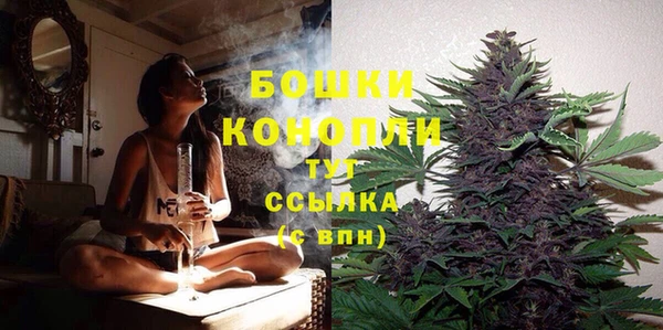 прущие грибы Мурманск